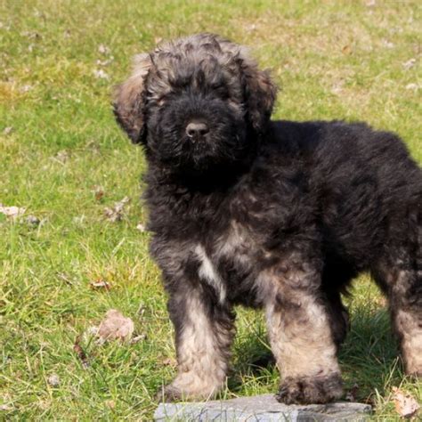 Bouvier des Flandres Puppies for Sale | Greenfield Puppies