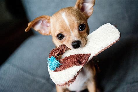 The 155 Most Popular Chihuahua Names | The Dog People