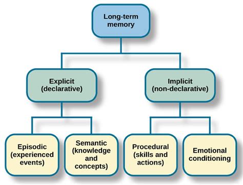 Long-Term Memory In Psychology: Types, Capacity & Duration