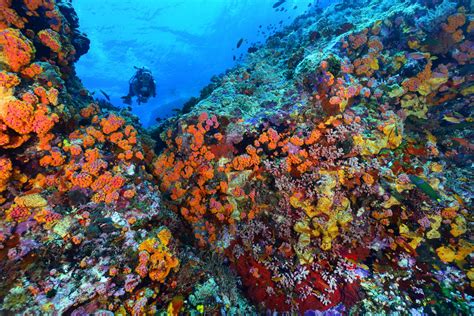 Tubbataha Reefs Natural Park » Marine Conservation Institute