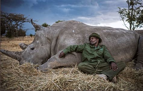 Rhino poaching in South Africa declines in 2020 - Sunday World