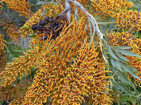 Plant World: Grevillea robusta