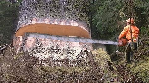 Dangerous Fastest Cutting Huge Tree Skills With Chainsaw. Incredible ...