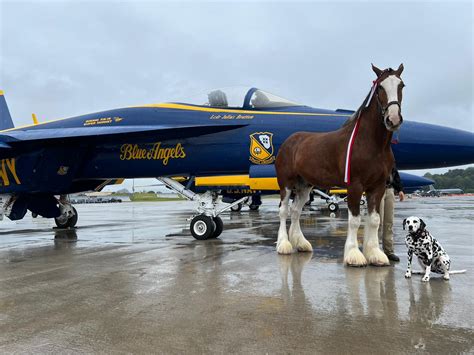 Size Comparisons - a Dalmatian, a Clydesdale Horse, and a F-18 Super ...