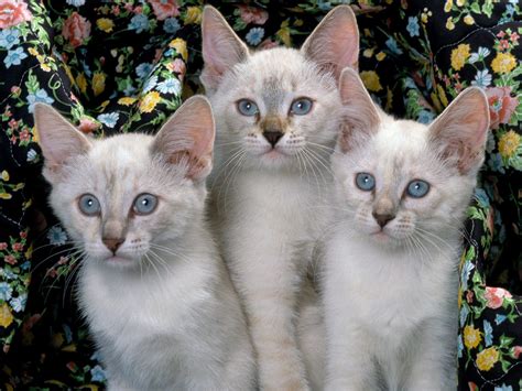 Siamese cats | Cute Cats