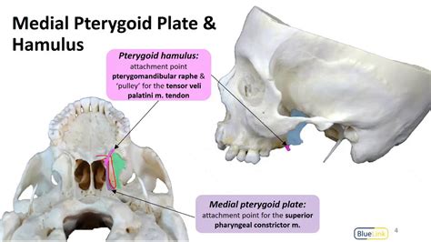 Medial Pterygoid Plate