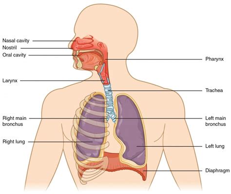 Organs and Structures of the Respiratory System | BIO103: Human Biology