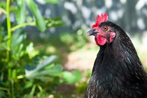 15 Best Rooster Breeds For Your Flock (With Pictures) | Chickens And More