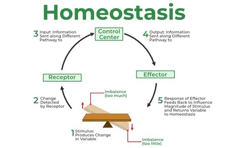 What is Homeostasis?-Meaning, Definition & Example