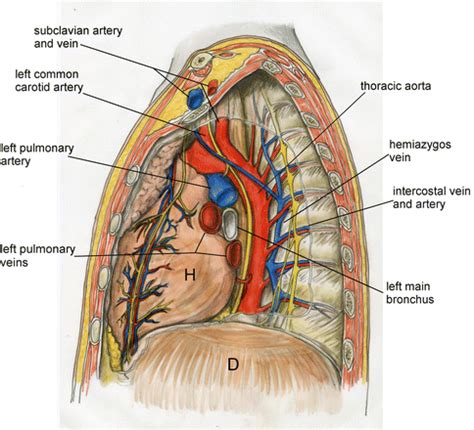 Mediastinum