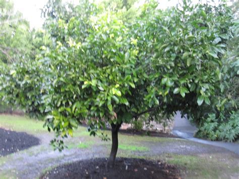 Black Sapote Maher Tree - Diospyros digyna