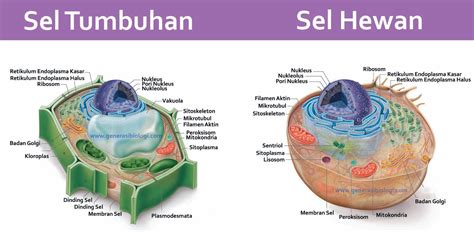 Perbedaan Sel Hewan dan Sel Tumbuhan Beserta P - UtakAtikOtak.com