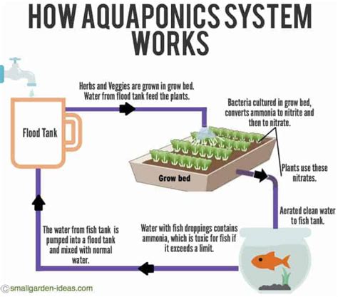 Aquaponics systems for indoor gardening - small garden ideas