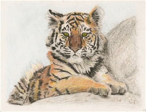 Siberian Tiger Cub drawing by Jezarae on DeviantArt