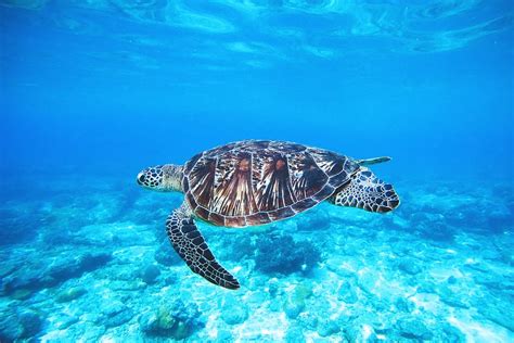 HD wallpaper: Turtle in ocean, nature, animals, sea, wild, underwater ...