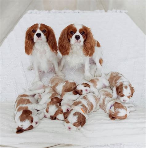 15 Adorable Photos Of Cavalier King Charles Spaniel Puppies With Pure ...