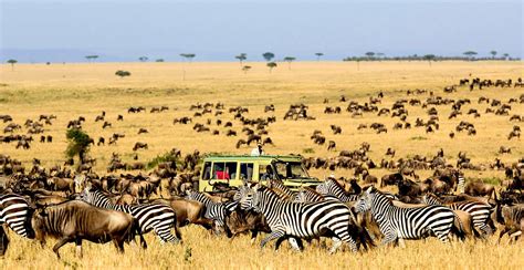 8 days Masai Mara, Serengeti & Volcanoes Safari | Wildebeest Migration