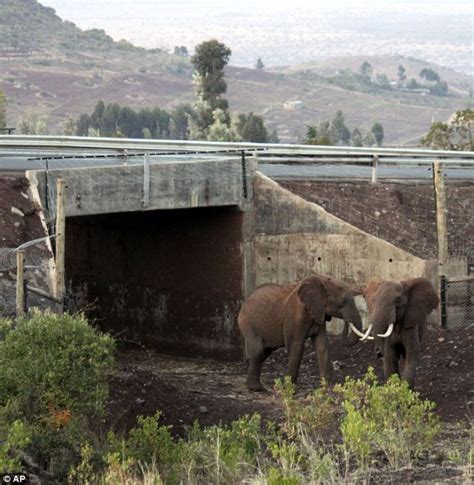 Wildlife Crossing Structures: An Innovative Global Conservation ...