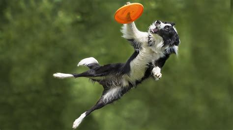 Border collies show off their talent in a Frisbee contest - YouTube