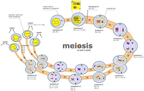 Cell Division - Definition, Stages and Types | Biology Dictionary