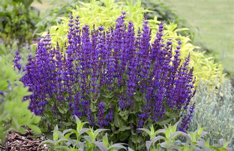 Easy-to-Grow Perennials | Better Homes & Gardens