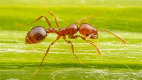 Red fire ants: They have a painful sting and could be heading to the UK ...