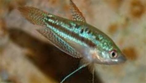 Sparkling Gourami Care Guide 101: Size, & More | Updated 2024