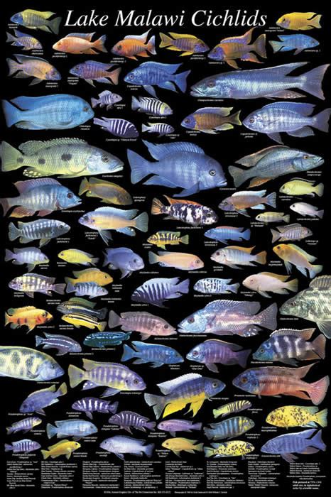 Books & Posters - Daytona Aquarium - Cichlid Express