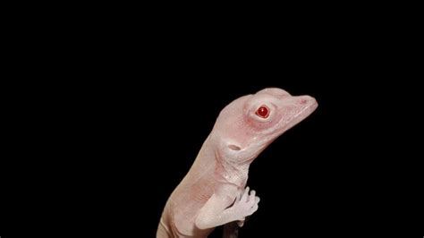 Gene-edited albino lizard could cure human eye conditions | Science ...