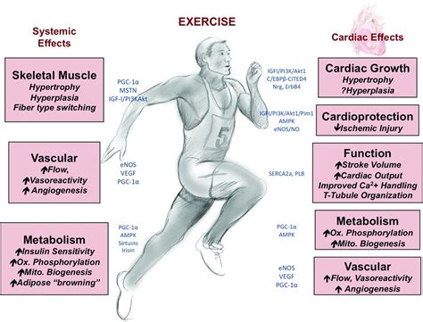 Can Exercise Teach Us How to Treat Heart Disease? | Circulation