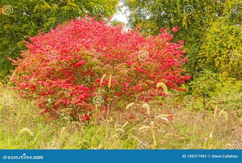 One Burning Bush in Fall Color with Autumn Grasses Stock Image - Image ...