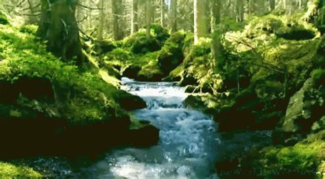 Nature GIF - Nature - Discover & Share GIFs