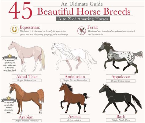 45 Beautiful Horse Breeds [Infographic] | Horse breeds, Beautiful ...