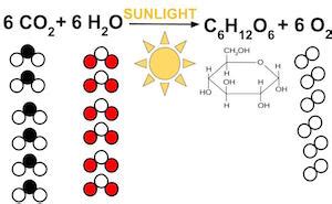 Structural Chemical Reaction Photosynthesis