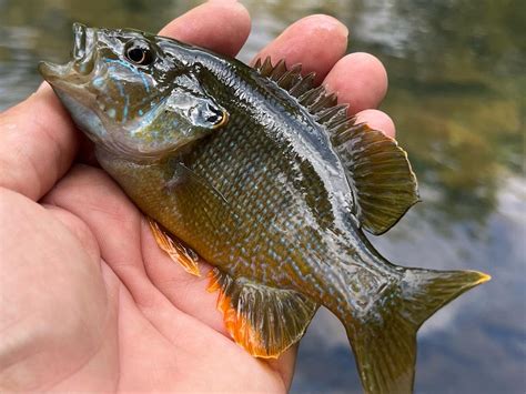 Sunfish vs Bluegill Identification Information - naturery.net