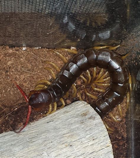 Scolopendra-subspinipes-for-sale