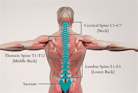 Thoracic Region Anatomy