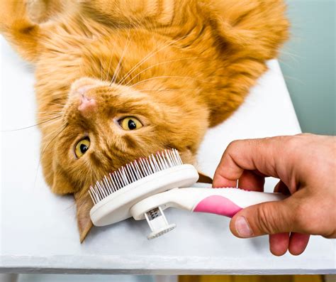 Best Brush For Long Haired Cats: A Guide To Grooming Tools