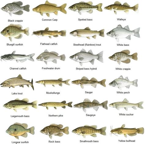 AbakusPlace: Freshwater fish species of North America