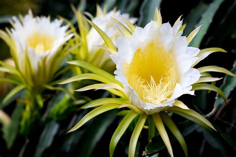 Home & Hobby Dragon Fruit polyrhizus Hylocereus costaricensis 20_Seeds ...