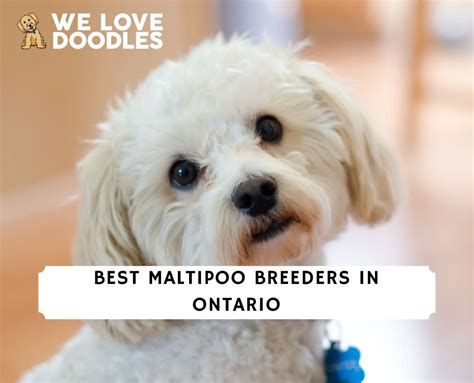 5 Best Maltipoo Breeders in Ontario! (2024)