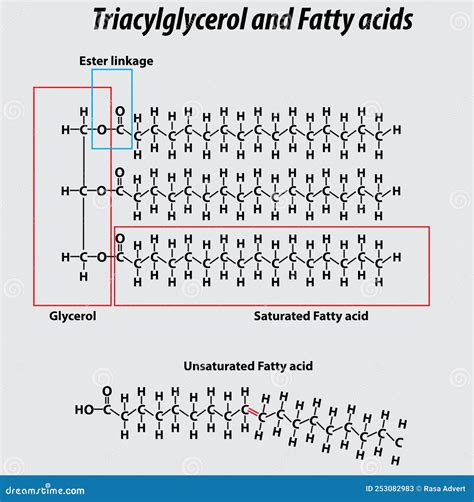 Triglyceride Structure Fatty Acids Saturated Fatty Acids Unsaturated ...