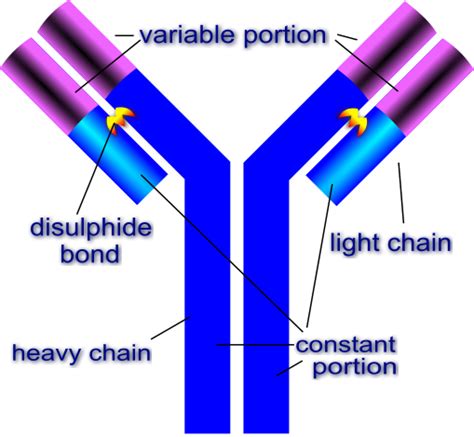 Wise Blood: Antibodies, The Principle of Overcoming in Disease (Part 2 ...