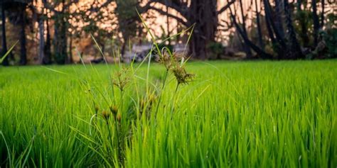 How to Kill Nutgrass: Control And Kill Nutsedge Or Nutgrass