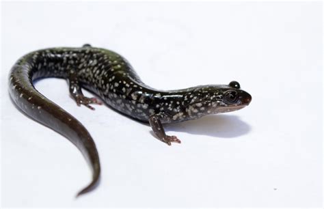 Plethodon Cylindraceus