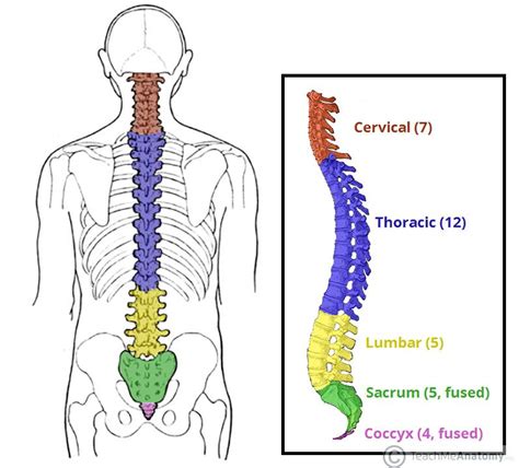 「vertebrae」脊椎，背骨. | Thoracic vertebrae, Thoracic spine mobility, Thoracic