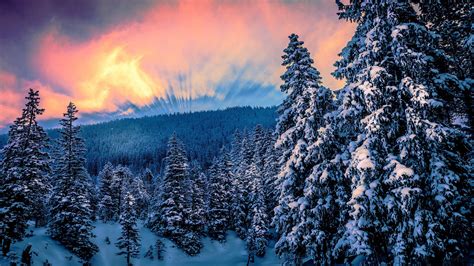 nature, Forest, Trees, Snow, Winter, Sunset Wallpapers HD / Desktop and ...