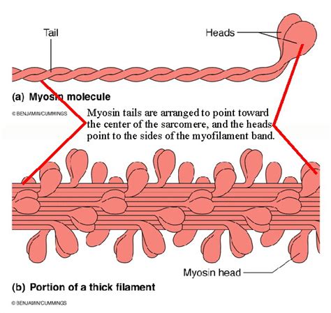 BIOL 237 Class Notes - Muscle Cells & Muscle Physiology