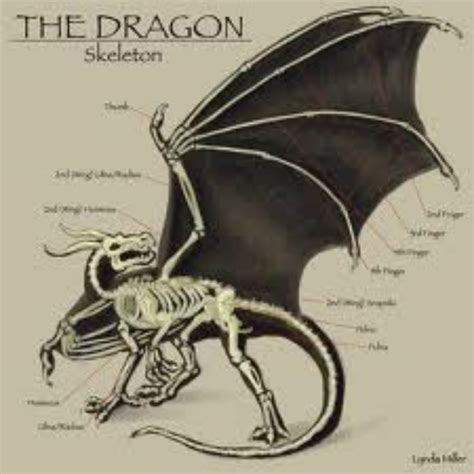 Dragon Anatomy - Dragons