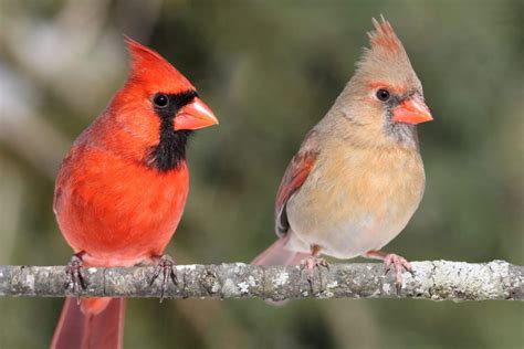 Top 30 Backyard Birds in Pennsylvania (Free Picture ID Printable ...